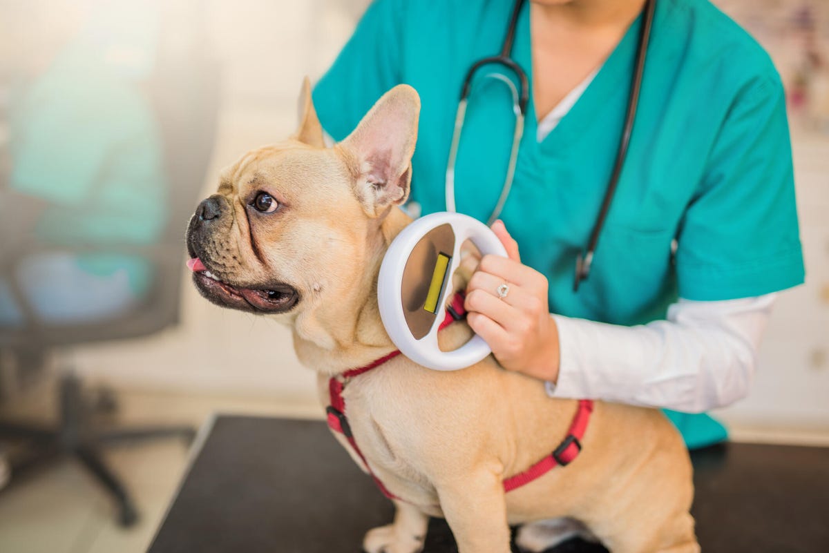 French bulldog being scanned by a veterinarian for a microchip